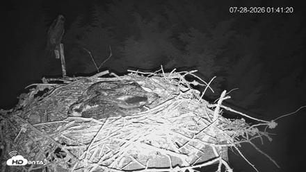 Medina Washington Live Osprey Nest Webcam - Jul 28, 2026, 1:42am PDT
