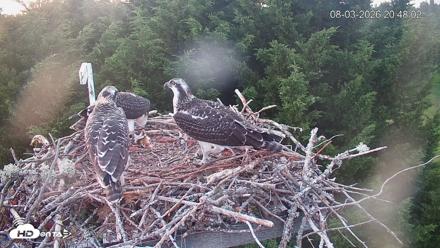 Medina Washington Live Osprey Nest Webcam - Aug 3, 2026, 8:48pm PDT