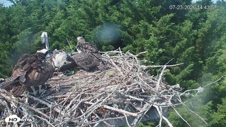Medina Washington Live Osprey Nest Webcam - Jul 23, 2026, 2:44pm PDT
