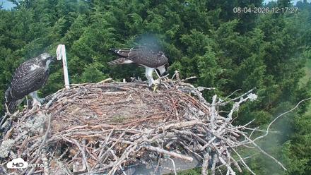 Medina Washington Live Osprey Nest Webcam - Aug 4, 2026, 12:18pm PDT