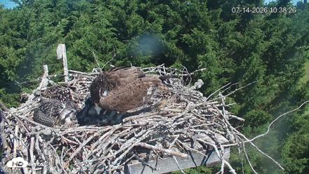 Medina Washington Live Osprey Nest Webcam - Jul 14, 2026, 10:39am PDT