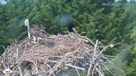 Medina Washington Live Osprey Nest Webcam - Aug 3, 2026, 2:23pm PDT