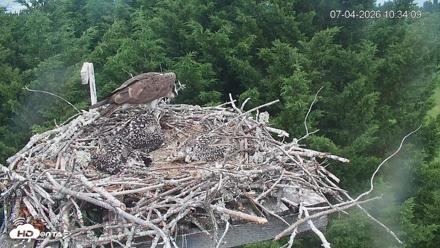 Medina Washington Live Osprey Nest Webcam - Jul 4, 2026, 10:34am PDT