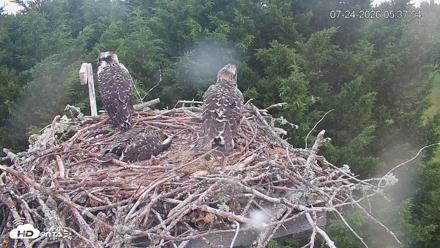 Medina Washington Live Osprey Nest Webcam - Jul 24, 2026, 5:38am PDT