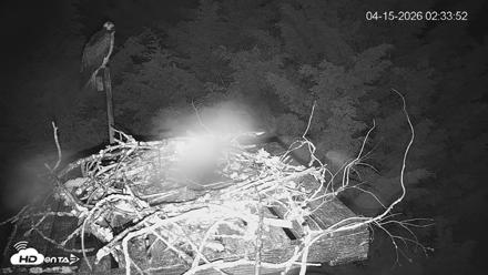 Medina Washington Live Osprey Nest Webcam - Apr 15, 2026, 2:35am PDT