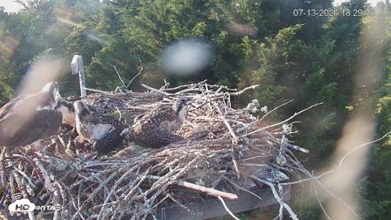 Medina Washington Live Osprey Nest Webcam - Jul 13, 2026, 6:30pm PDT