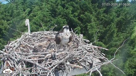 Medina Washington Live Osprey Nest Webcam - Jul 3, 2026, 11:08am PDT