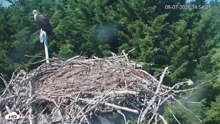 Medina Washington Live Osprey Nest Webcam - Aug 7, 2026, 2:55pm PDT