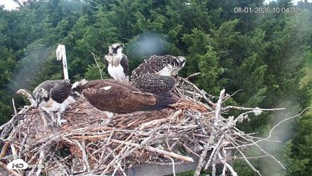Medina Washington Live Osprey Nest Webcam - Aug 1, 2026, 10:07am PDT