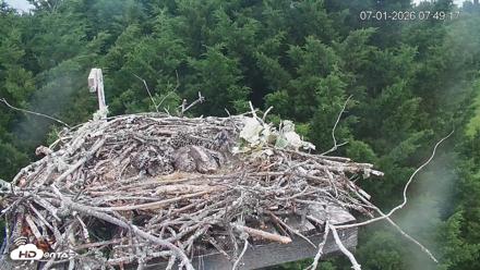 Medina Washington Live Osprey Nest Webcam - Jul 1, 2026, 7:50am PDT