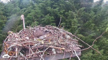 Medina Washington Live Osprey Nest Webcam - May 19, 2026, 6:43am PDT