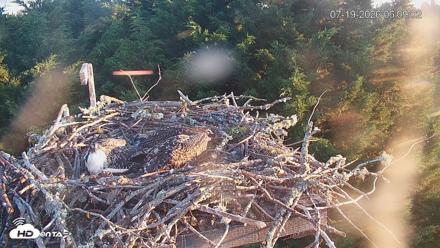 Medina Washington Live Osprey Nest Webcam - Jul 19, 2026, 6:09am PDT