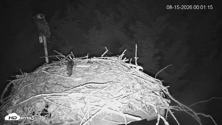 Medina Washington Live Osprey Nest Webcam - Aug 15, 2026, 12:02am PDT