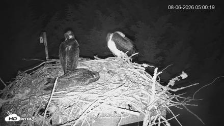 Medina Washington Live Osprey Nest Webcam - Aug 6, 2026, 5:01am PDT