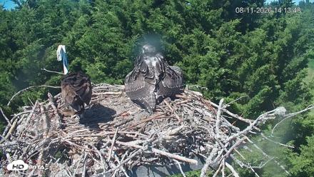 Medina Washington Live Osprey Nest Webcam - Aug 11, 2026, 2:14pm PDT
