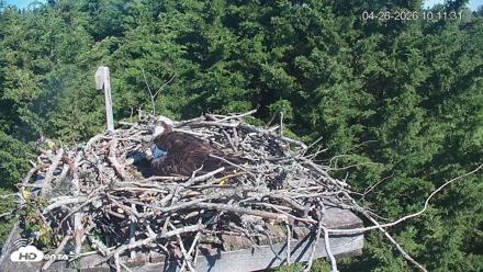 Medina Washington Live Osprey Nest Webcam - Apr 26, 2026, 10:12am PDT