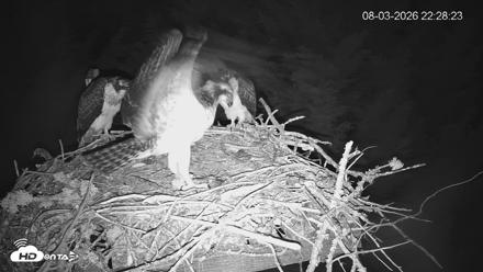 Medina Washington Live Osprey Nest Webcam - Aug 3, 2026, 10:29pm PDT