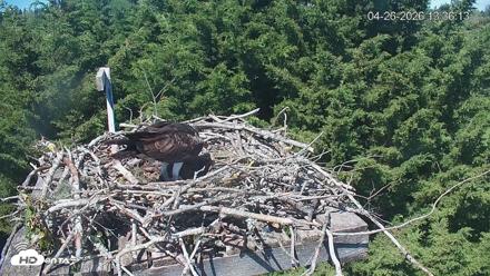 Medina Washington Live Osprey Nest Webcam - Apr 26, 2026, 1:37pm PDT