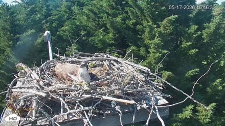 Medina Washington Live Osprey Nest Webcam - May 17, 2026, 4:47pm PDT