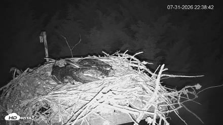 Medina Washington Live Osprey Nest Webcam - Jul 31, 2026, 10:39pm PDT