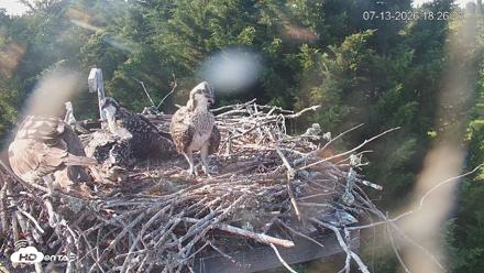Medina Washington Live Osprey Nest Webcam - Jul 13, 2026, 6:27pm PDT