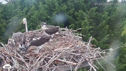 Medina Washington Live Osprey Nest Webcam - Jul 23, 2026, 7:23am PDT