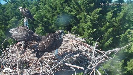 Medina Washington Live Osprey Nest Webcam - Aug 10, 2026, 3:54pm PDT