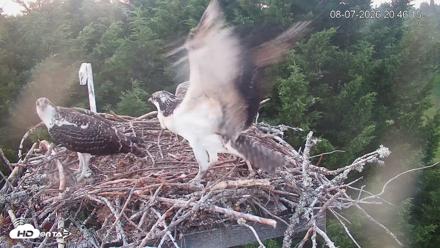 Medina Washington Live Osprey Nest Webcam - Aug 7, 2026, 8:46pm PDT