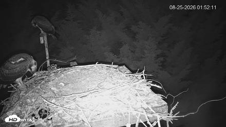 Medina Washington Live Osprey Nest Webcam - Aug 25, 2026, 1:52am PDT