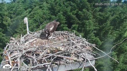 Medina Washington Live Osprey Nest Webcam - Jun 5, 2026, 10:30am PDT