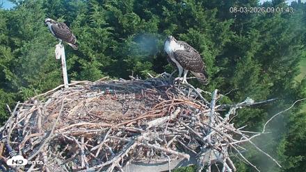 Medina Washington Live Osprey Nest Webcam - Aug 3, 2026, 9:02am PDT