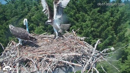 Medina Washington Live Osprey Nest Webcam - Aug 7, 2026, 1:33pm PDT