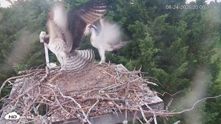 Medina Washington Live Osprey Nest Webcam - Aug 24, 2026, 8:01pm PDT