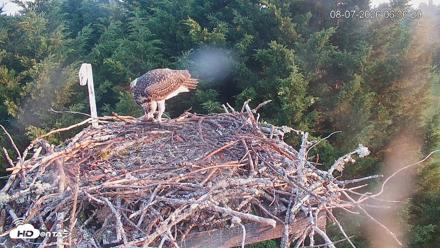 Medina Washington Live Osprey Nest Webcam - Aug 7, 2026, 6:37am PDT