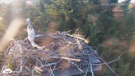 Medina Washington Live Osprey Nest Webcam - Apr 25, 2026, 7:28pm PDT