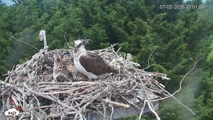 Medina Washington Live Osprey Nest Webcam - Jul 2, 2026, 1:01pm PDT