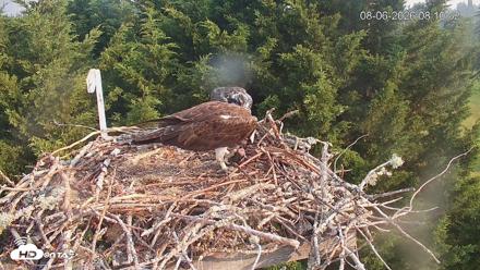 Medina Washington Live Osprey Nest Webcam - Aug 6, 2026, 8:12am PDT