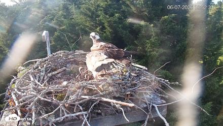 Medina Washington Live Osprey Nest Webcam - Jun 7, 2026, 6:54pm PDT