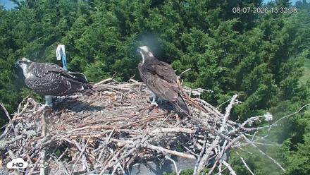Medina Washington Live Osprey Nest Webcam - Aug 7, 2026, 1:33pm PDT