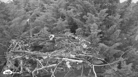 Medina Washington Live Osprey Nest Webcam - Apr 28, 2026, 6:07am PDT