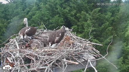Medina Washington Live Osprey Nest Webcam - Jun 26, 2026, 3:51pm PDT