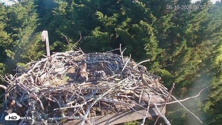 Medina Washington Live Osprey Nest Webcam - Jun 16, 2026, 6:58am PDT