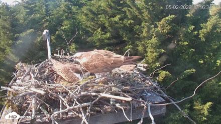 Medina Washington Live Osprey Nest Webcam - May 2, 2026, 5:17pm PDT