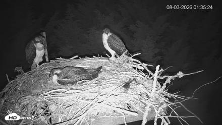 Medina Washington Live Osprey Nest Webcam - Aug 3, 2026, 1:36am PDT