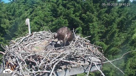 Medina Washington Live Osprey Nest Webcam - Jun 16, 2026, 10:46am PDT