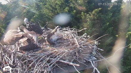 Medina Washington Live Osprey Nest Webcam - Jul 13, 2026, 6:22pm PDT