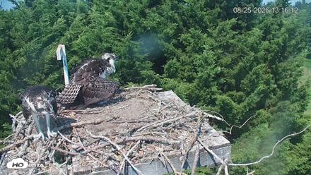Medina Washington Live Osprey Nest Webcam - Aug 25, 2026, 1:17pm PDT