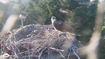 Medina Washington Live Osprey Nest Webcam - Jun 20, 2026, 7:06pm PDT