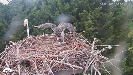 Medina Washington Live Osprey Nest Webcam - Aug 1, 2026, 8:07am PDT