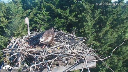 Medina Washington Live Osprey Nest Webcam - May 3, 2026, 8:16am PDT